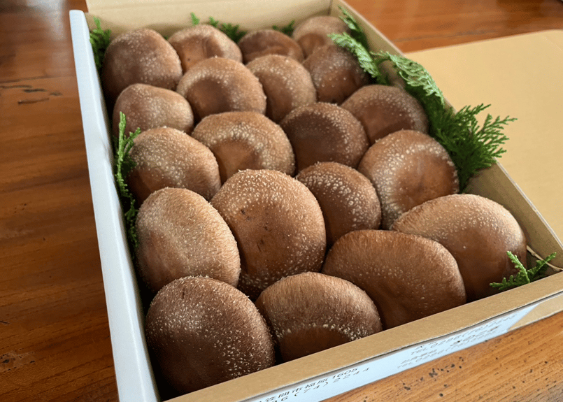 収穫量により再販判断】福王しいたけ（中サイズ/20枚） | 田村きのこ園