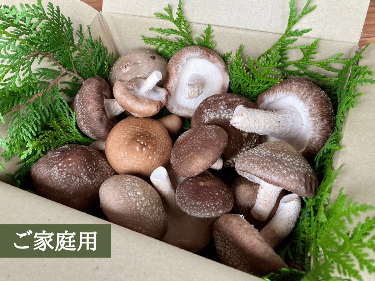 旨味たっぷり椎茸650g（ご家庭用） | 田村きのこ園公式ショップ