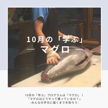 【学ぶ】１Dayプログラム　10月3日(土)開催　「マグロはどうやって獲っているの？」～みんなの手元に届くまでを知ろう～