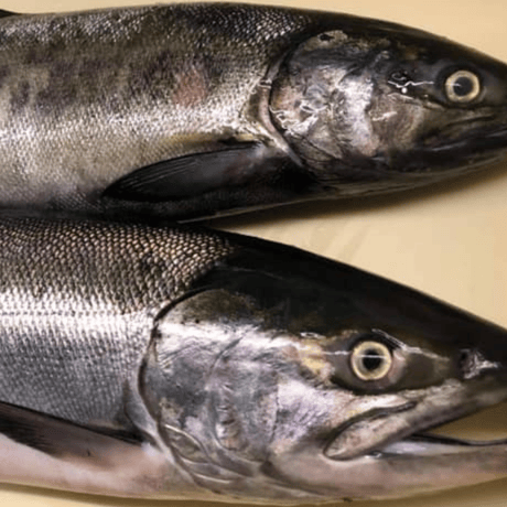 [無添加の手土産] 2個セットギフトBOX入り：銀鮭の贅沢ほぐし 〜三陸・雄勝湾の恵みと旨み〜