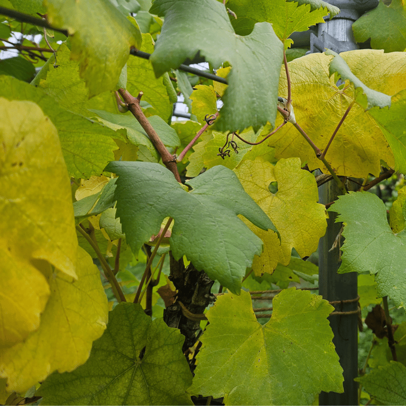 つきほし果樹 ぶどうジュース(北醇)1本 | 【公式ストア】モリウミアス