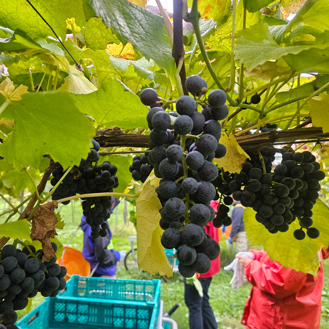 つきほし果樹 ぶどうジュース(北醇)1本 | 【公式ストア】モリウミアス