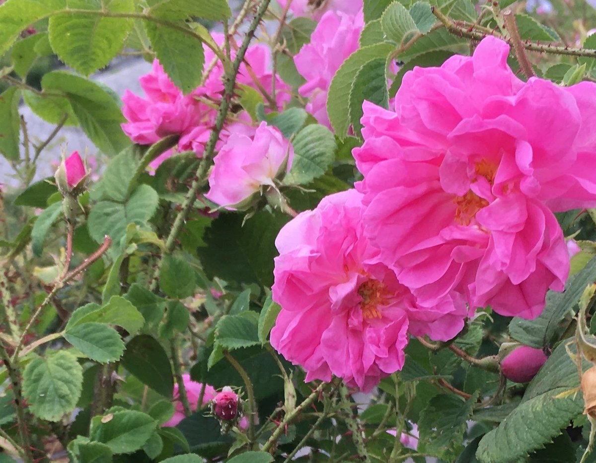 スージングローション 150ml | ALL THAT SPA