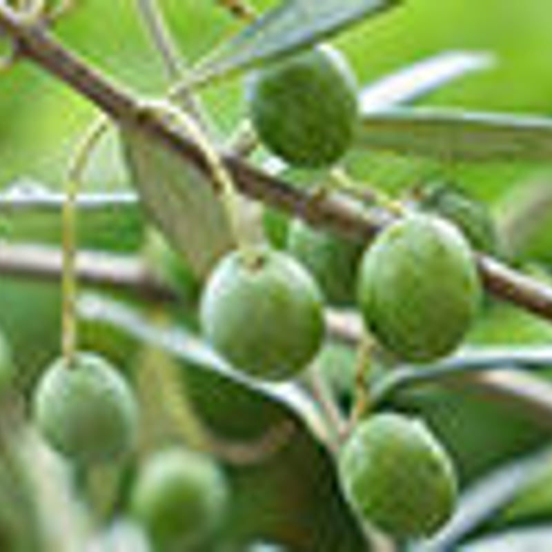 オリーブリーフブレンド 1.5g x 10包入り | ALL THAT SPA