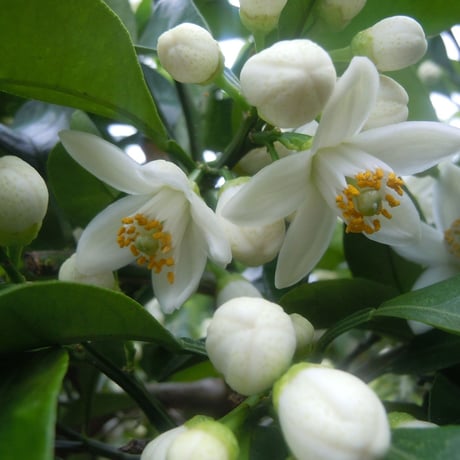 ベイジングソルト　アペザント　240g