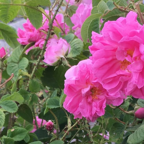 ベイジングソルト　アペザント　240g