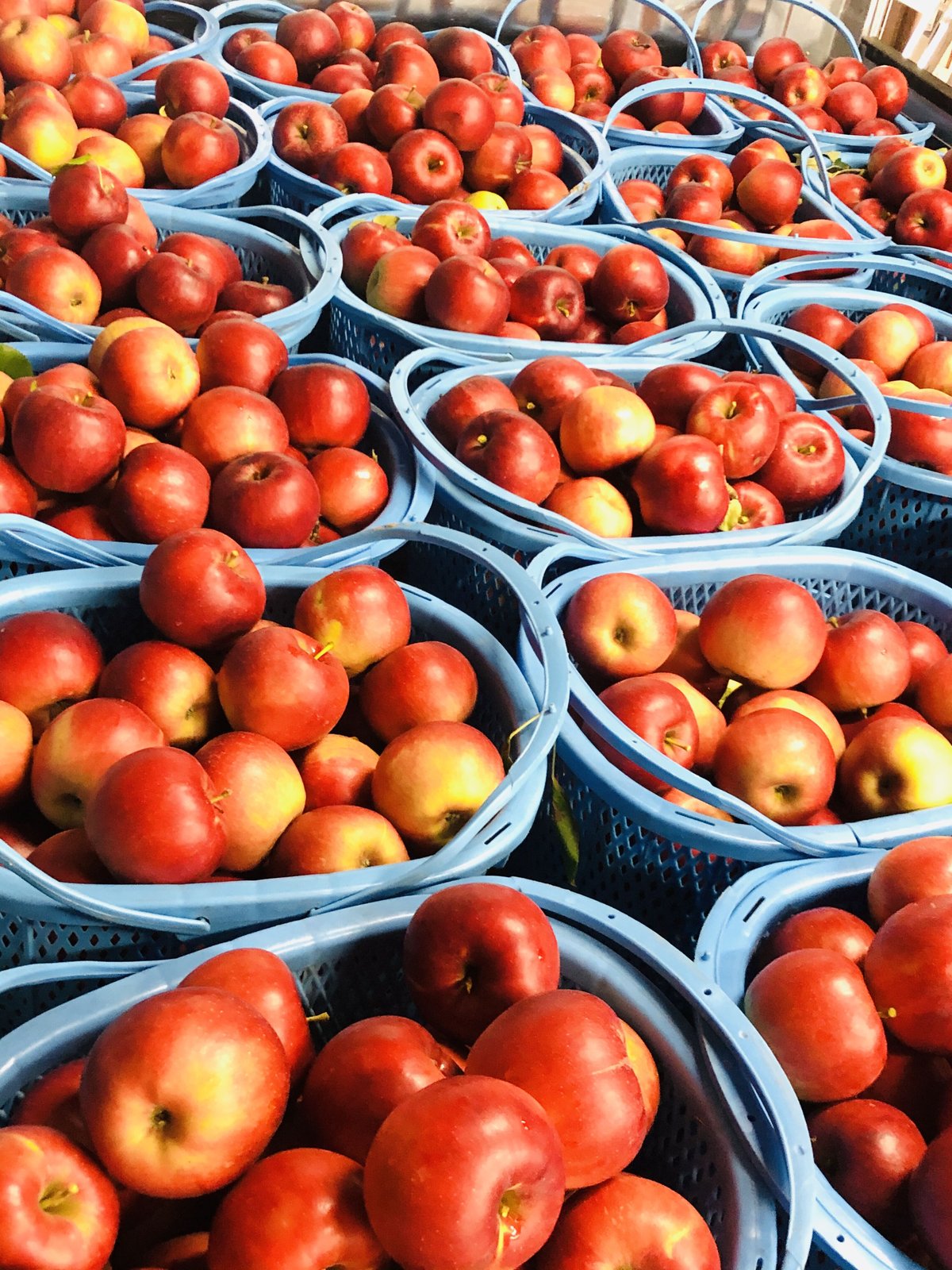 レモン　紅ぷり4kg+ポンカン4.5kgぐるりん レモン様専用（レモン様専用 紅ぷり4kg+ポンカン4.5kgぐるりん）