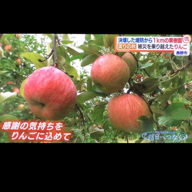 ふじ】10キロ/約22~40玉/送料無料/産地直送/減農薬で皮ごと食べれる/1