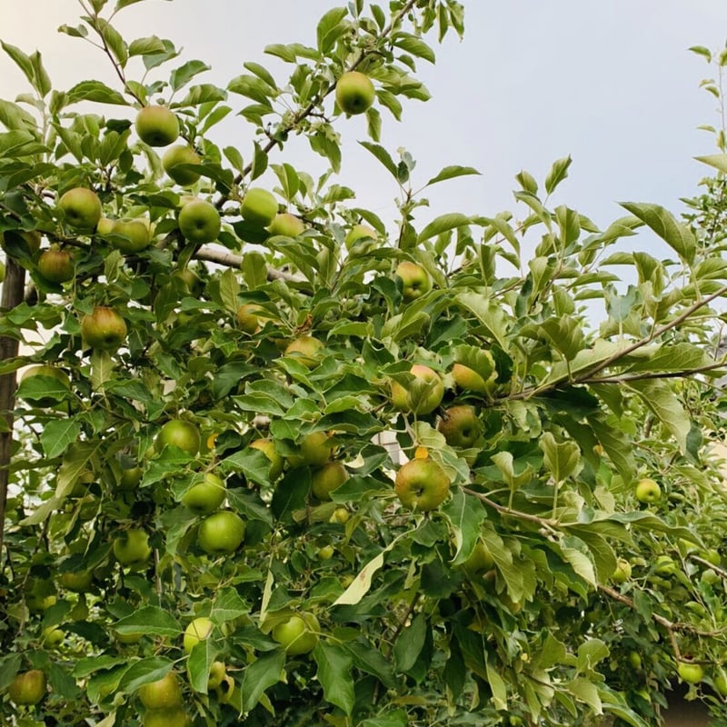 ふじ】10キロ/約22~40玉/送料無料/産地直送/減農薬で皮ごと食べ