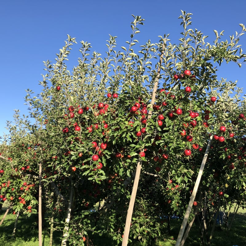 林檎　26玉　10キロ 楽天市場】紅玉リンゴ（こうぎょくりんご）約10kg 中玉 36〜40個