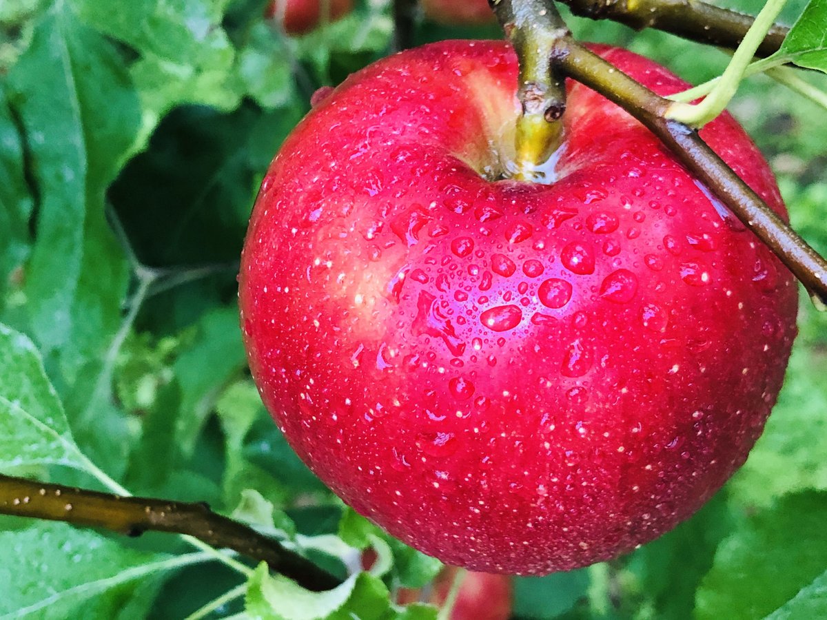 紅玉(こうぎょく)】4.5キロ/約18~25玉/送料無料/産地直送/減農薬で皮