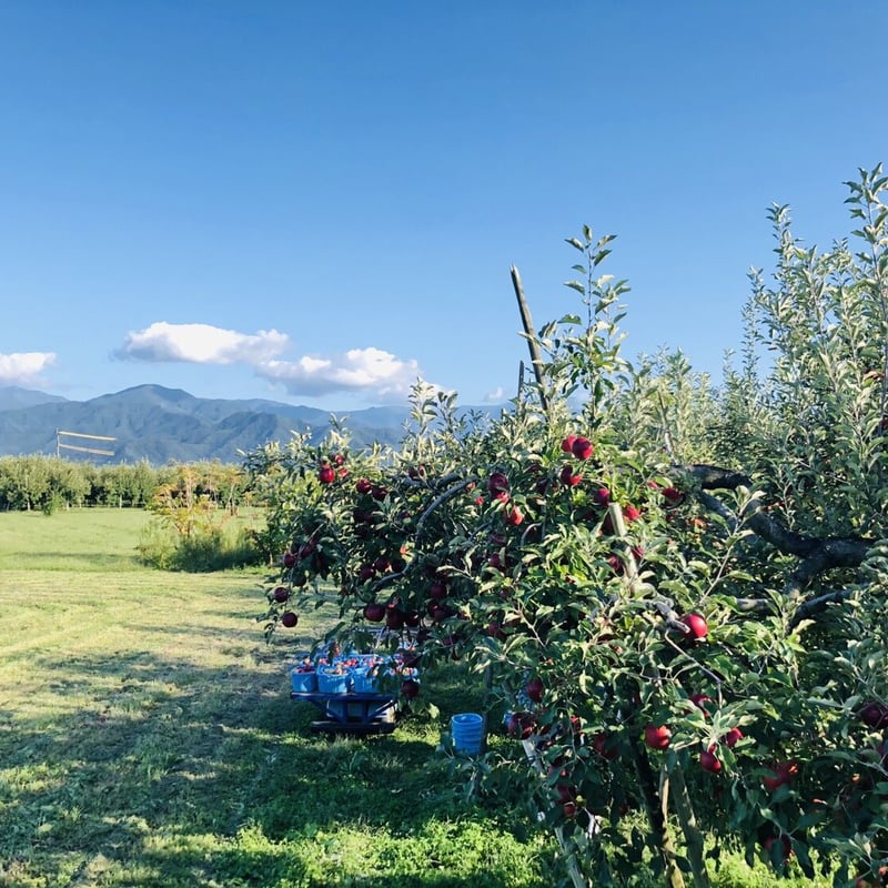 紅玉(こうぎょく)】9キロ/約36~50玉/送料無料/産地直送/減農薬で皮ごと