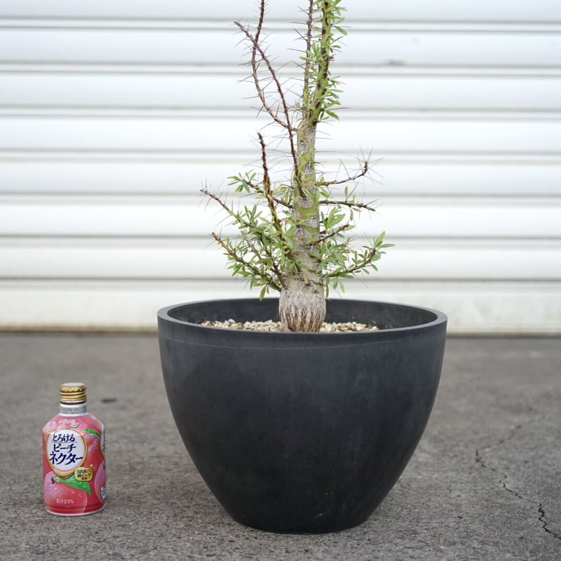 特大実生株】 Fouquieria purpusii フォークイエリア プルプシー | GO