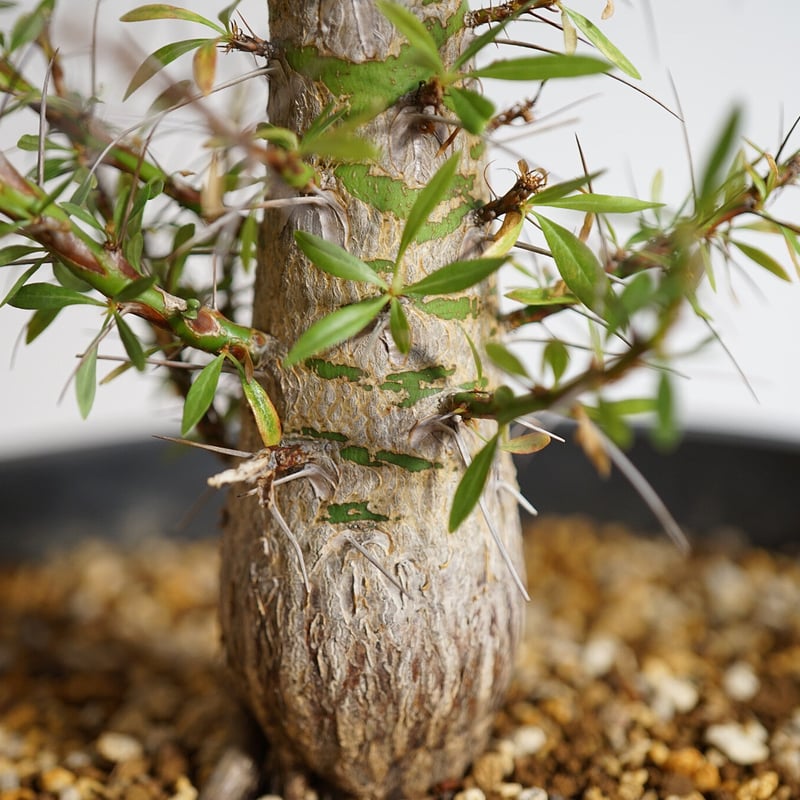 特大実生株】 Fouquieria purpusii フォークイエリア プルプシー | GO...