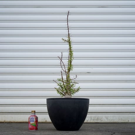 フォークイエリア・プルプシー 挿木発根済現地球プラ鉢付検）グラキリス