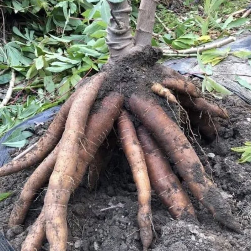 冷凍】マンジョッカ(キャッサバ芋） 水っぽく プレコジーダ 500ｇ YUCA AMARILLA PRE COCIDA PERU CHEF