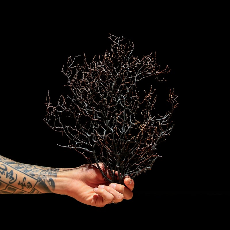 団扇珊瑚 | 古物屋 壱両