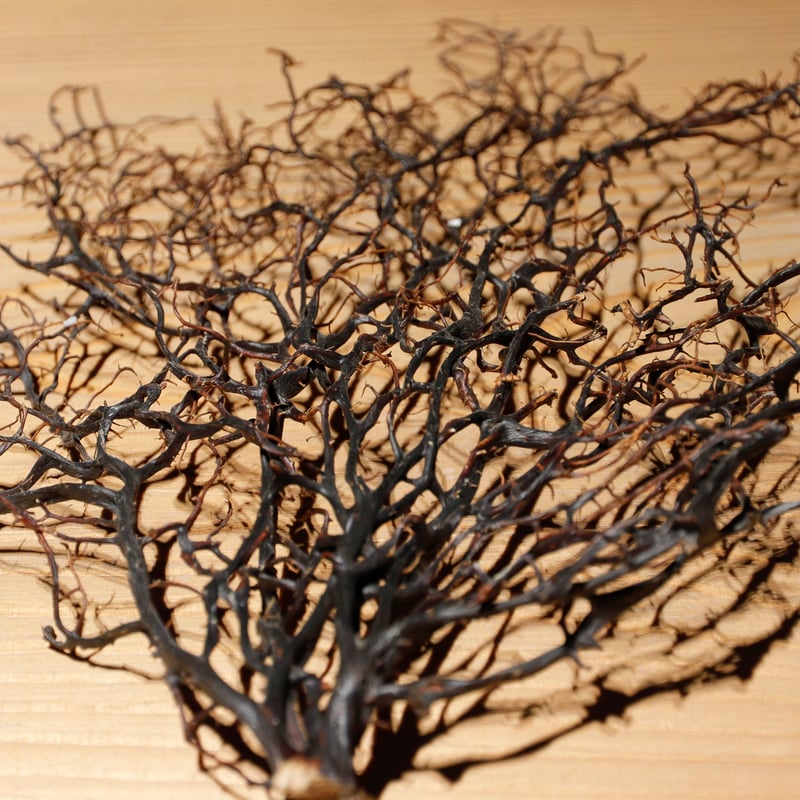 団扇珊瑚 | 古物屋 壱両