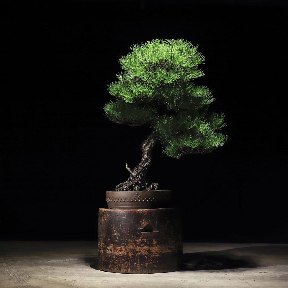 633bd56826a38200017e8ad8