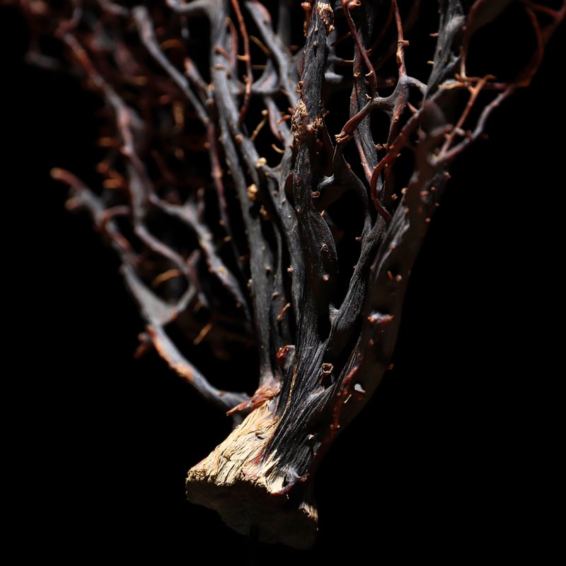 団扇珊瑚 | 古物屋 壱両