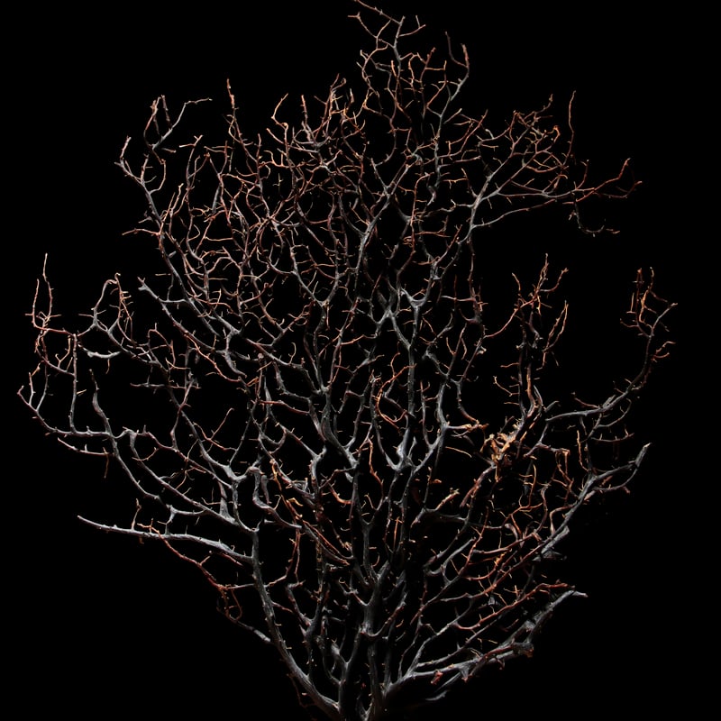 団扇珊瑚 | 古物屋 壱両