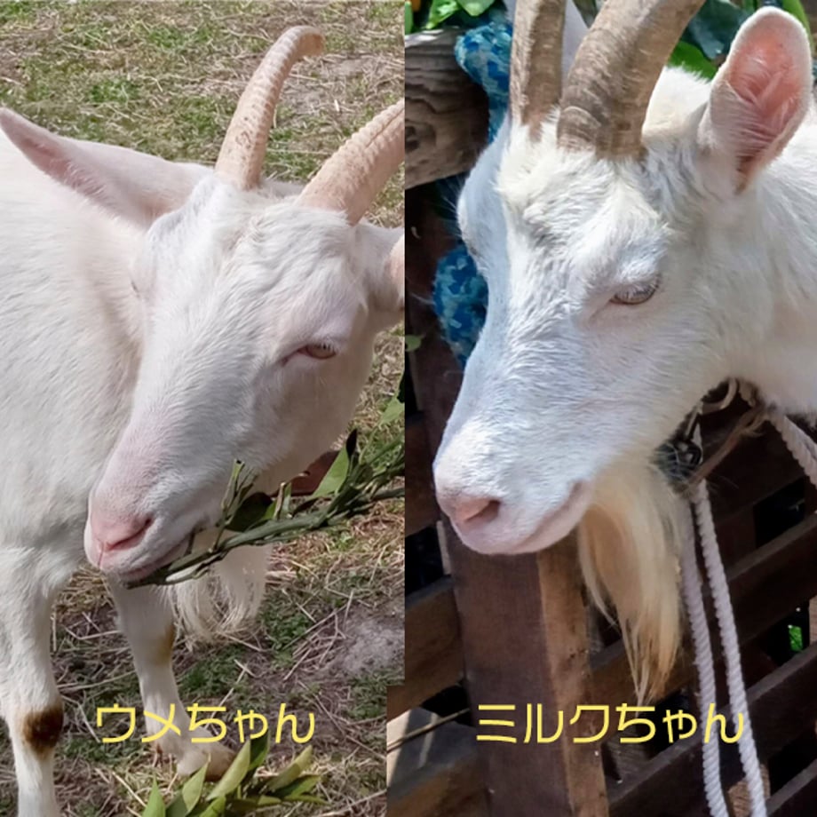 6a2f212c62e8096ecbf08d8b