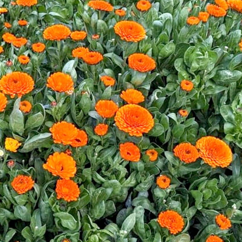 淡路島産カレンデュラ（ドライ）2025年産 40g | アロマピアセレクション