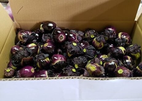 薄皮丸茄子漬手作りキット