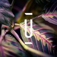 Kamelia /  Fused In One