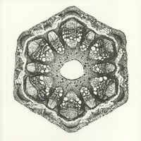 Odd Lust  / Wild Qualia