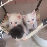 にゃん’ず  すとあ～