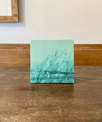 SAKANA HOSOMI  「ECHO」