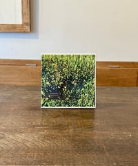 SAKANA  HOSOMI  「TOKOSHIE」