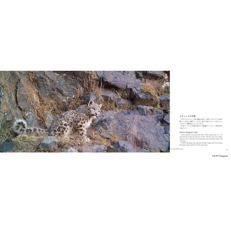 【写真集】神の獣 雪豹 ―The Eidolon, Snow Leopard―