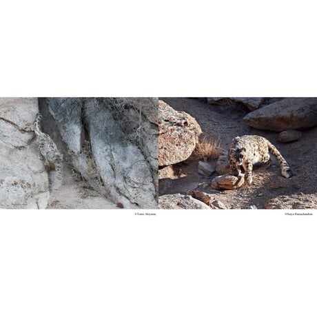 【写真集】神の獣 雪豹 ―The Eidolon, Snow Leopard―