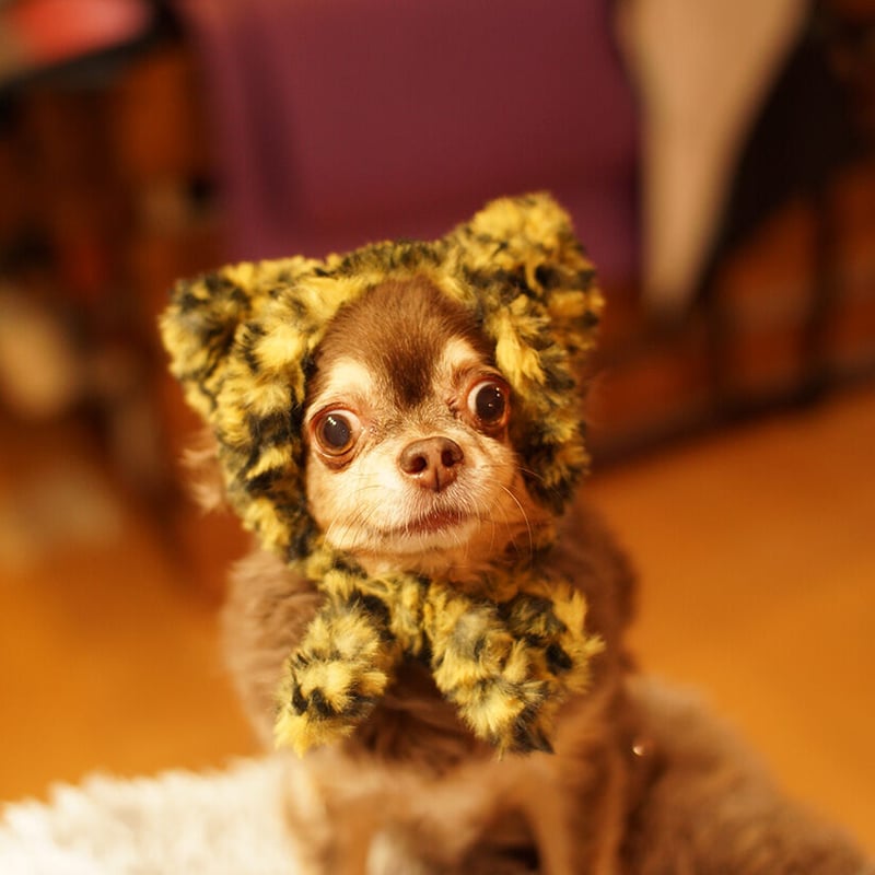 無料編み図】わんちゃん・ネコチャン用アニマル帽子 | スキー毛糸