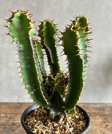 CATEGORY 植物 | 奇妙な植物園