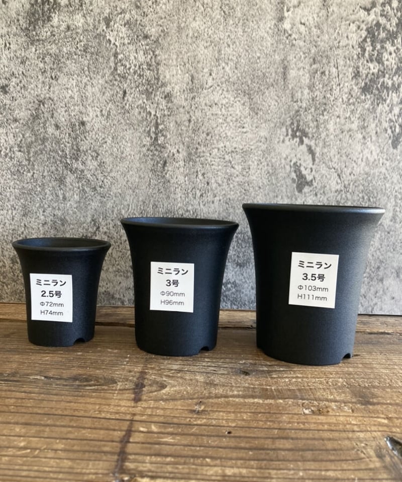 ミニラン鉢 2.5号 | 奇妙な植物園
