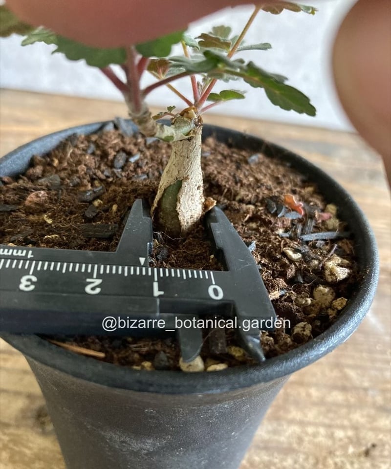 パキコルムス　ディスカラー 象の木 実生 陶器鉢 パキコルムス ディスカラー 象の木 実生 陶器鉢