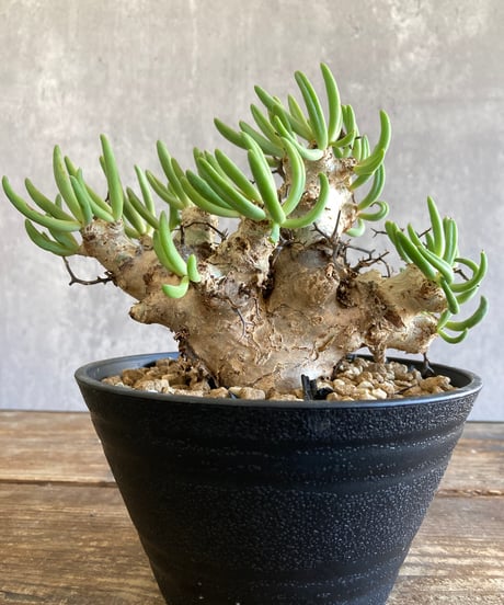 CATEGORY 植物 | 奇妙な植物園