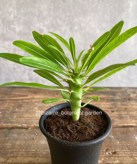 CATEGORY 植物 | 奇妙な植物園