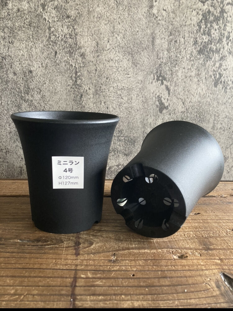 ミニラン鉢 4号 | 奇妙な植物園