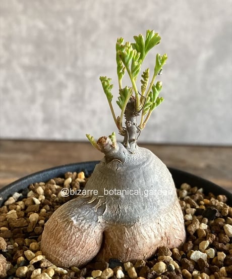 CATEGORY 植物 | 奇妙な植物園
