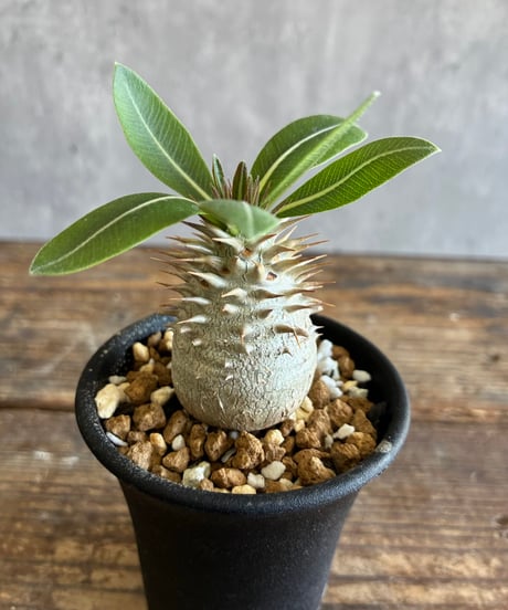 CATEGORY 植物 | 奇妙な植物園