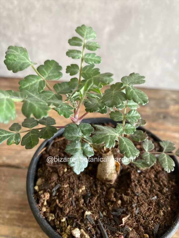 象の木 パキコルムス ディスカラー 実生4-519 | 奇妙な植物園