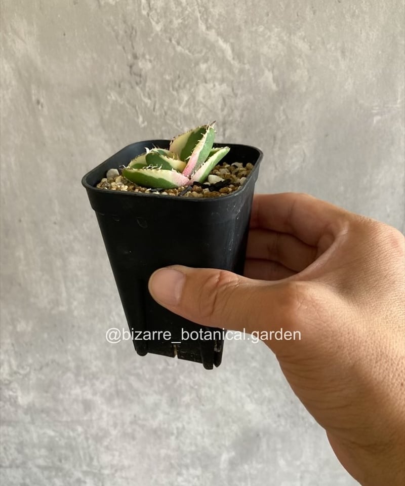 売*郎様 オークション【鉢ごと発送】特大　活着　アガベ　ピンキー　白覆輪　TC 売*郎様 オークション【鉢ごと発送】特大 活着 アガベ ピンキー