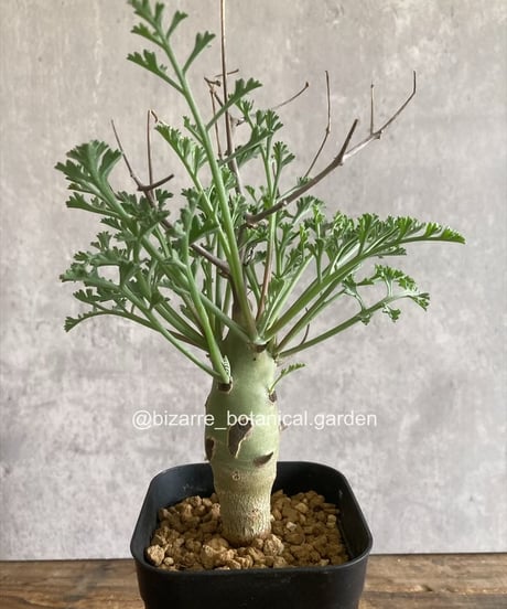 NAOさん専用　亀甲竜 BOTANIZE CATEGORY 植物 | 奇妙な植物園