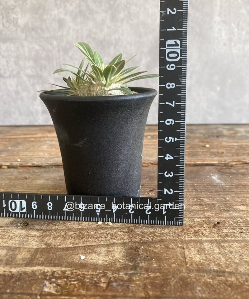 パキポディウム マカイエンセ 実生5-371 | 奇妙な植物園