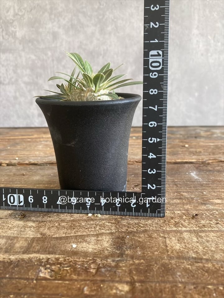 パキポディウム マカイエンセ 実生5-371 | 奇妙な植物園