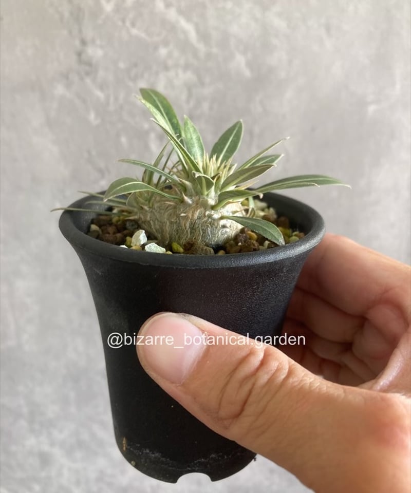 マ*9様 [Valiem鉢付き] パキポディウム•マカイエンセ　実生5年目 5年目マカイエンセ🌱 5年もたったのか！と思うけど今年も元気